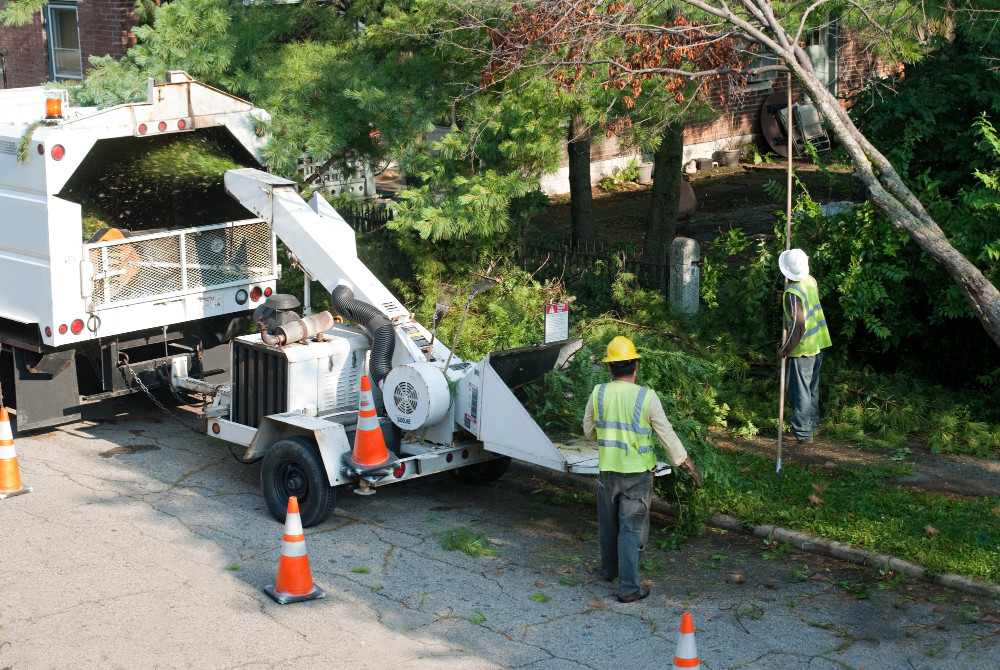 Websites for Arborist and Tree Service Companies